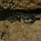 Cobra Ferradura (snake Autumn sun) Coluber hippocrepis